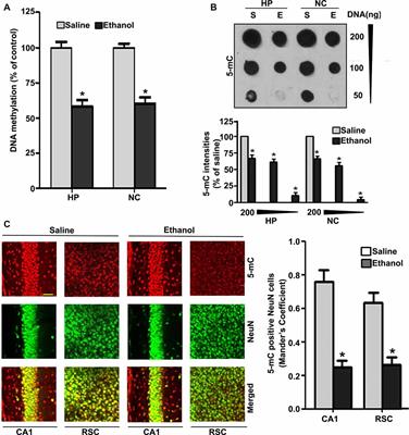 CB1R-Mediated Activation of Caspase-3 Causes Epigenetic and Neurobehavioral Abnormalities in Postnatal Ethanol-Exposed Mice